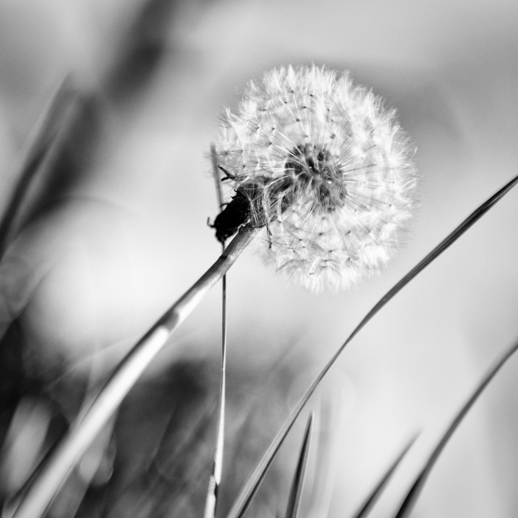 Paardebloem zw  2